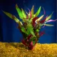 Product Top Fin® Scarlet Temple Live Plant