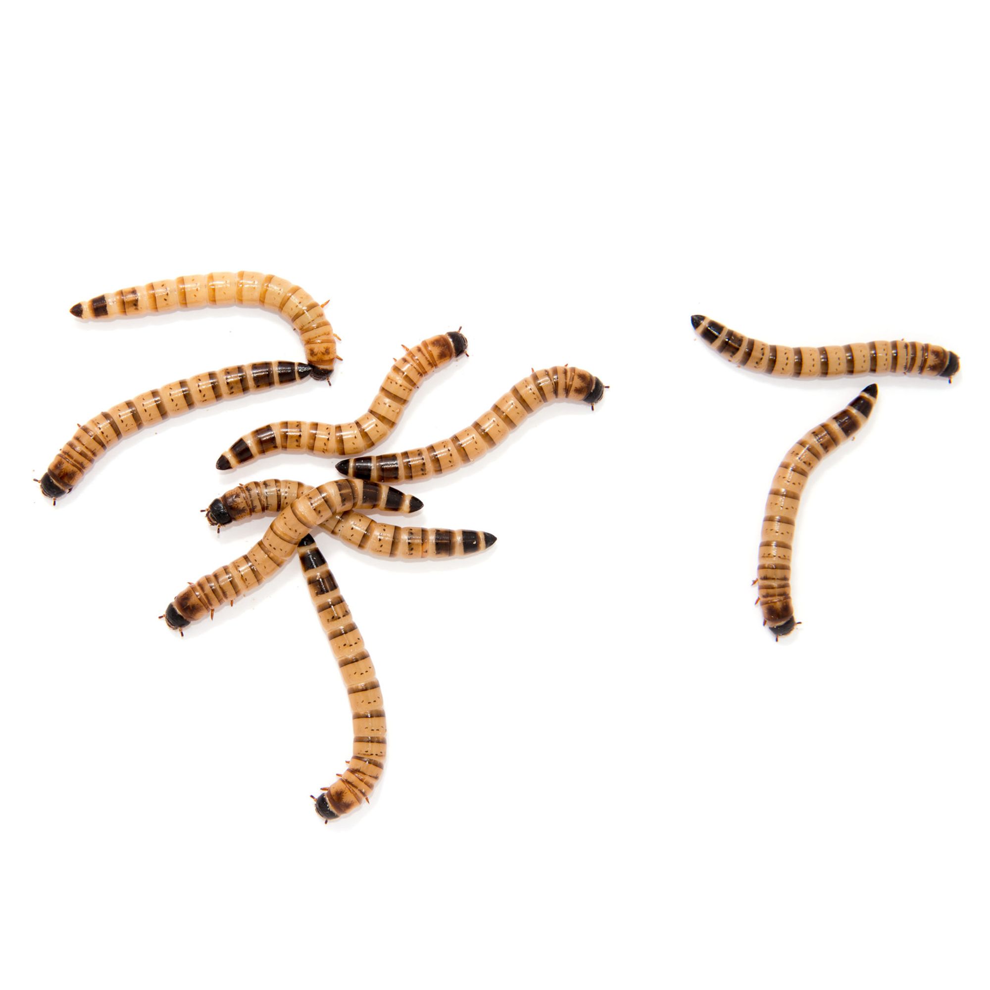 Live 2025 mealworms petsmart