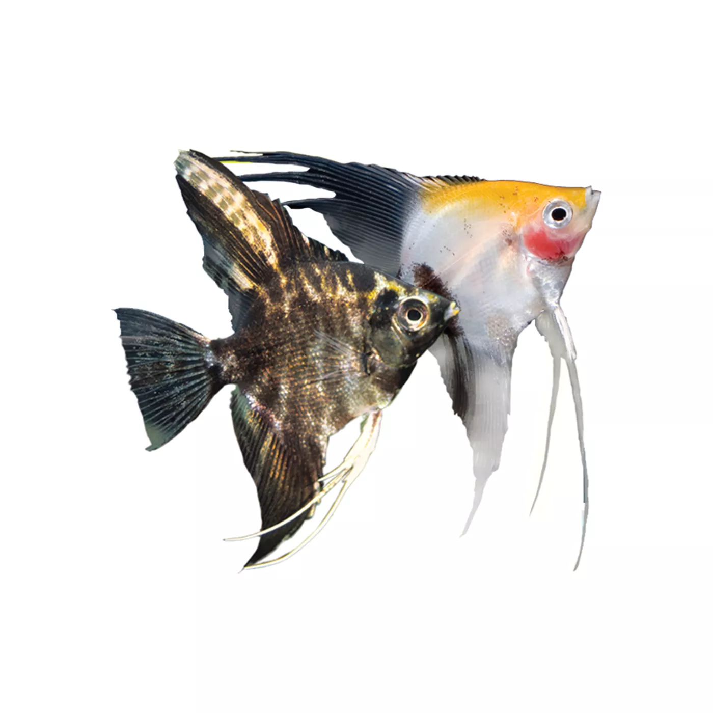 Guppies for sale petsmart outlet