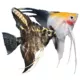 Product Angelfish