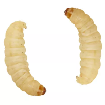 Product Live Waxworms