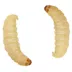 Live Waxworms image thumbnail 1