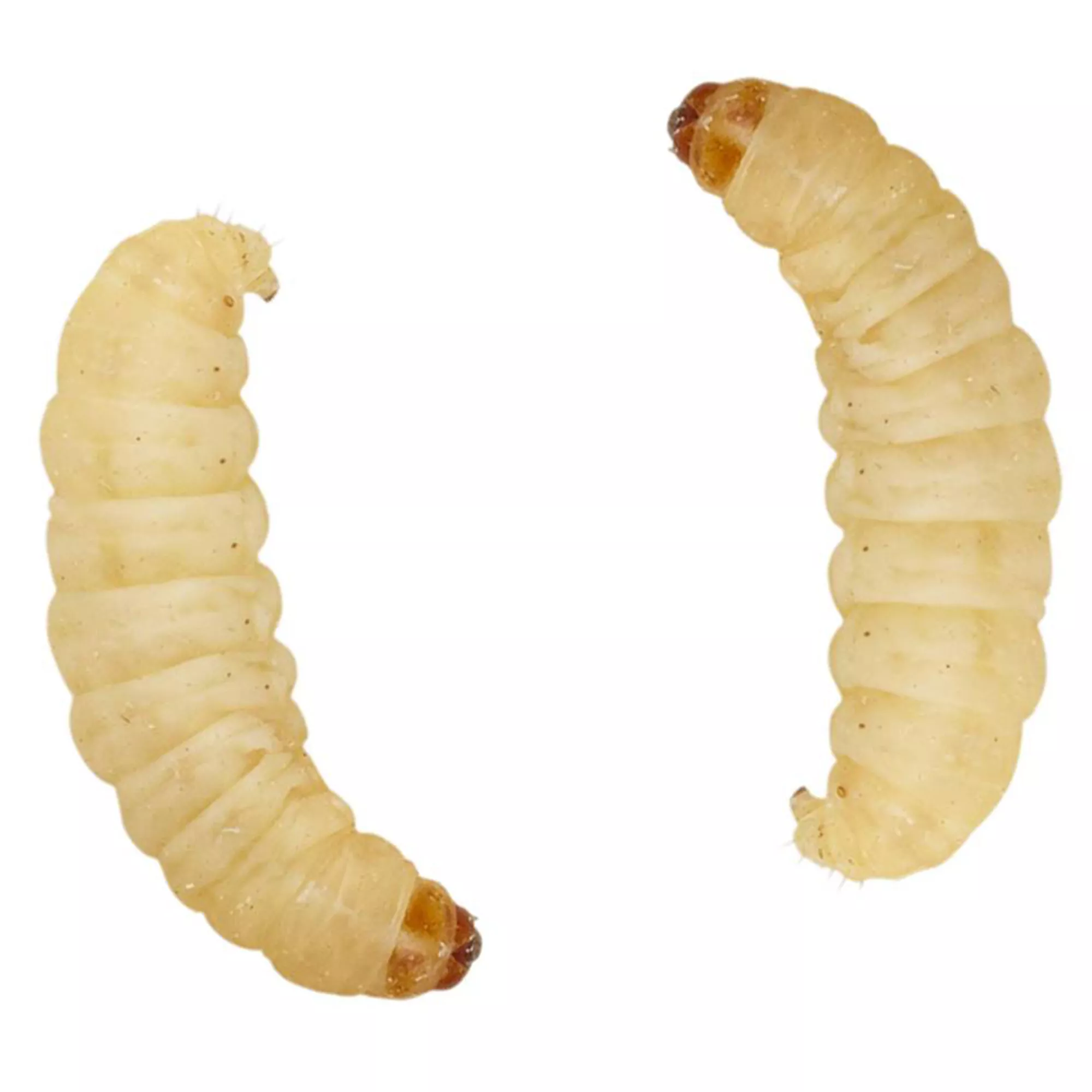 Live Waxworms