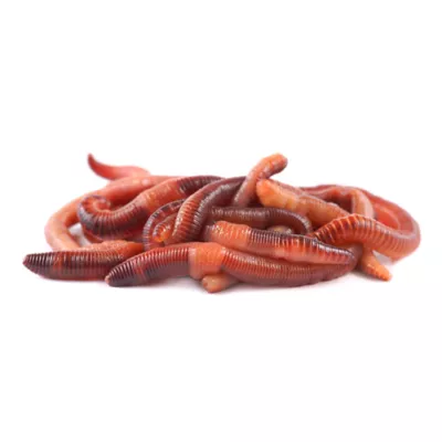 Live Night Crawlers - 12 Count - Image 2