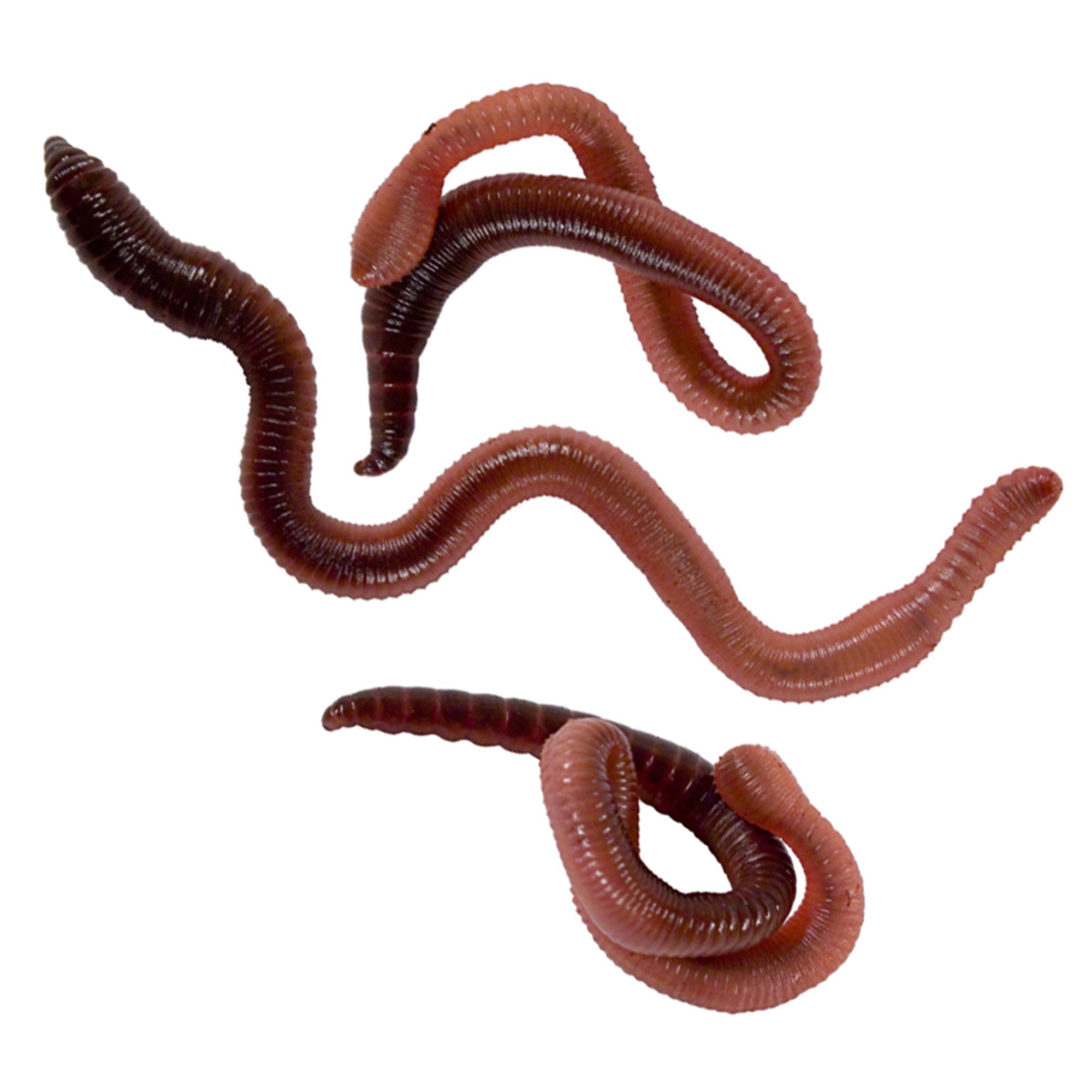 Super Red Wiggler Worms 500 count : Patio, Lawn & Garden 