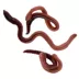 Live Red Wigglers - 24 Count Cup image thumbnail 1