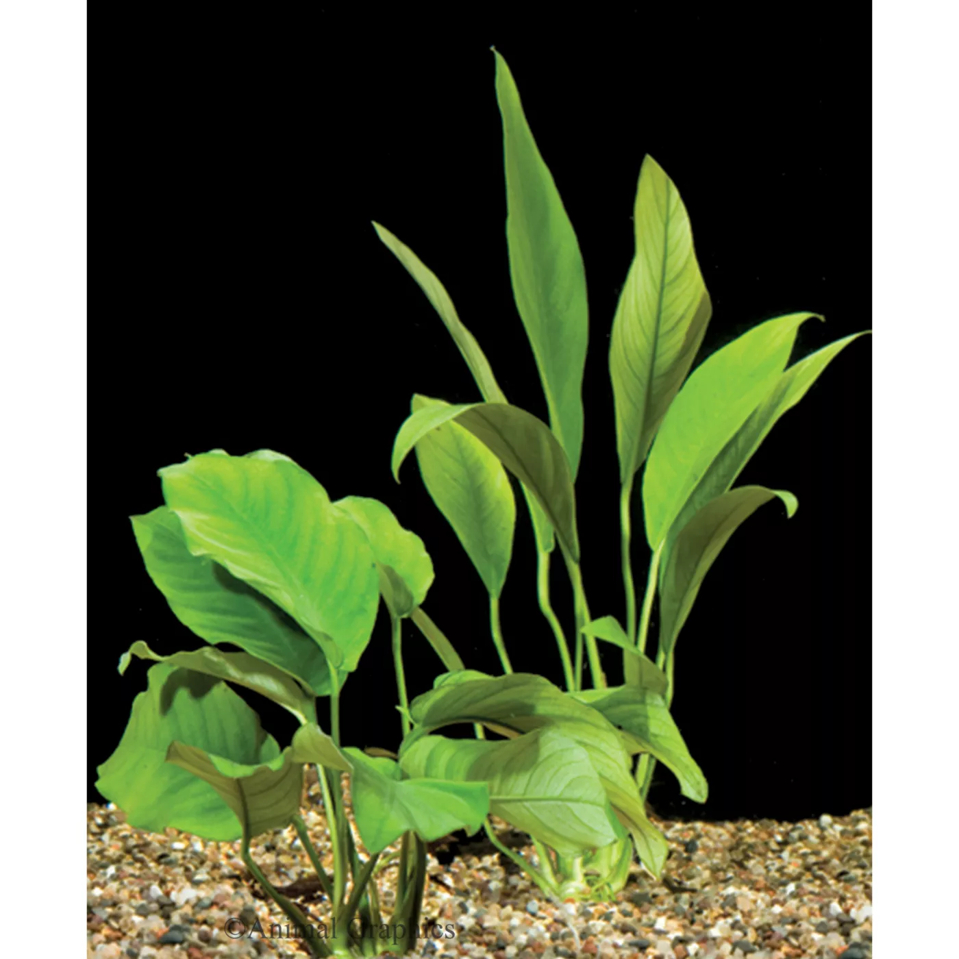 Top Fin® Anubias Live Plant