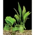 Top Fin® Anubias Live Plant image thumbnail 1
