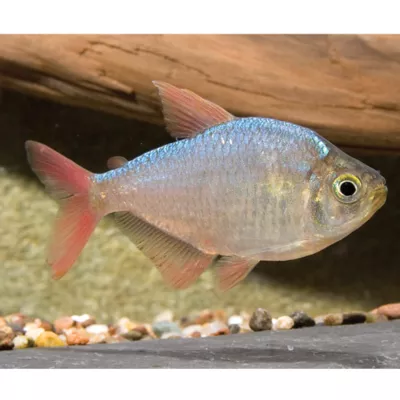 Product Red Blue Tetra