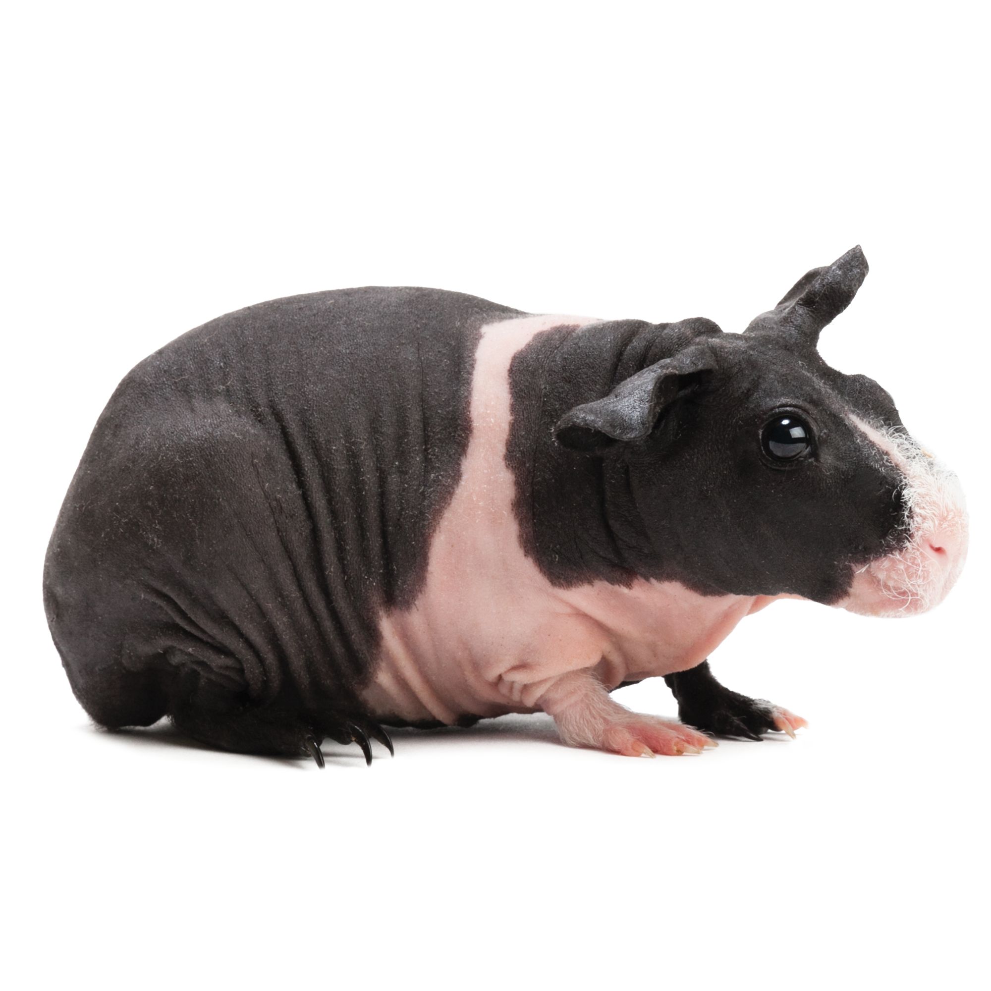 hairless guinea pig black