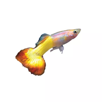 Product Tequila Sunrise Delta Guppy