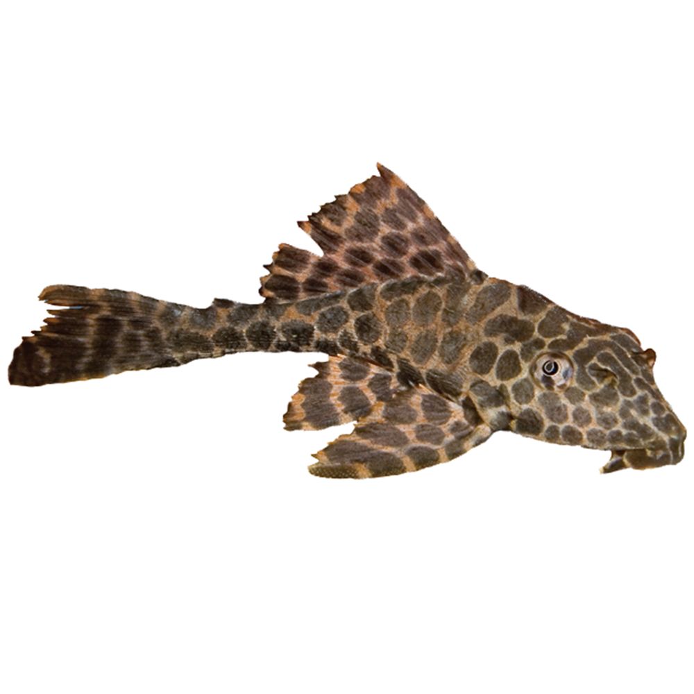 High Spotted Plecostomus | fish Betta More | PetSmart