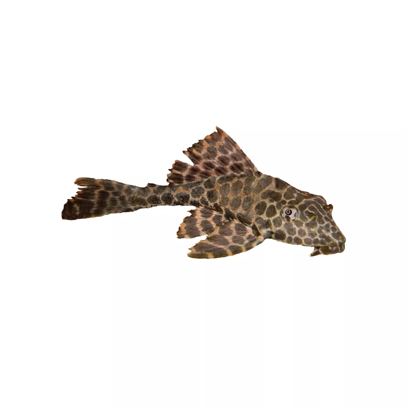 Petsmart fashion plecostomus