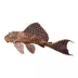 High Fin Spotted Plecostomus image thumbnail 1