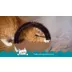 Catstages Magic Dynamite Cat Toy video thumbnail 7