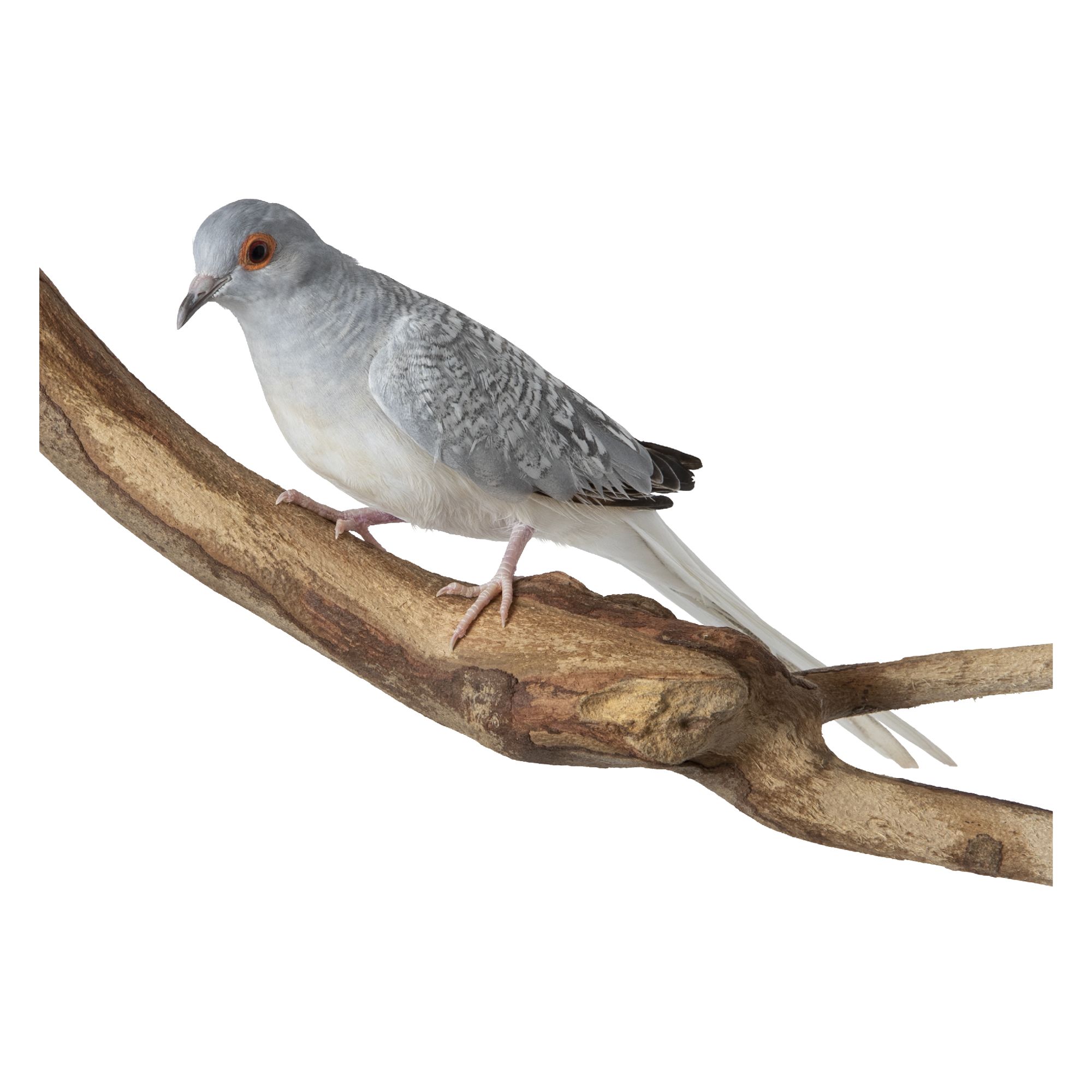 Diamond Dove | bird Conure, Parakeets 