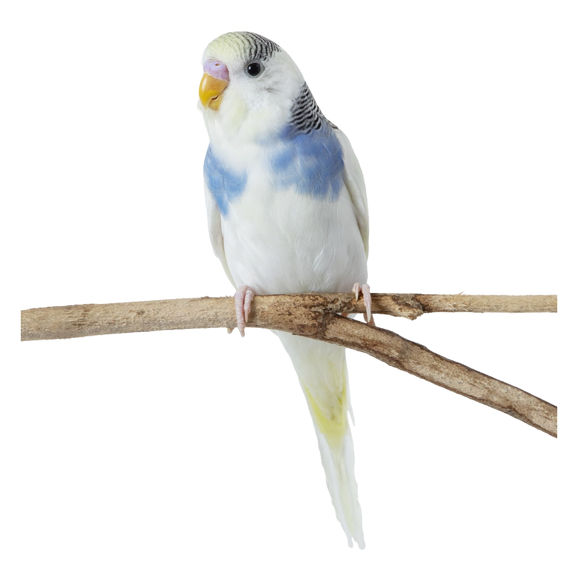 Petsmart cockatiels deals