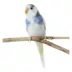 Fancy Parakeet image thumbnail 1