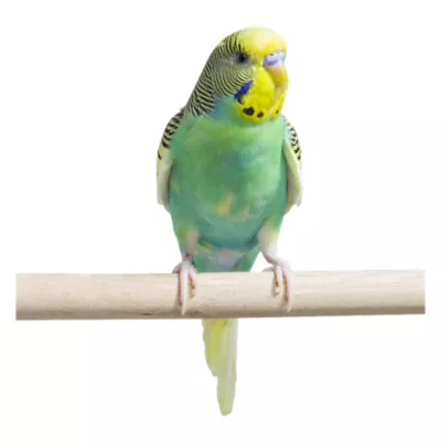 Product Fancy Parakeet