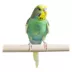Fancy Parakeet image thumbnail 2