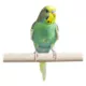 Product Fancy Parakeet