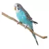 Blue Parakeet image thumbnail 1