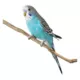 Product Blue Parakeet