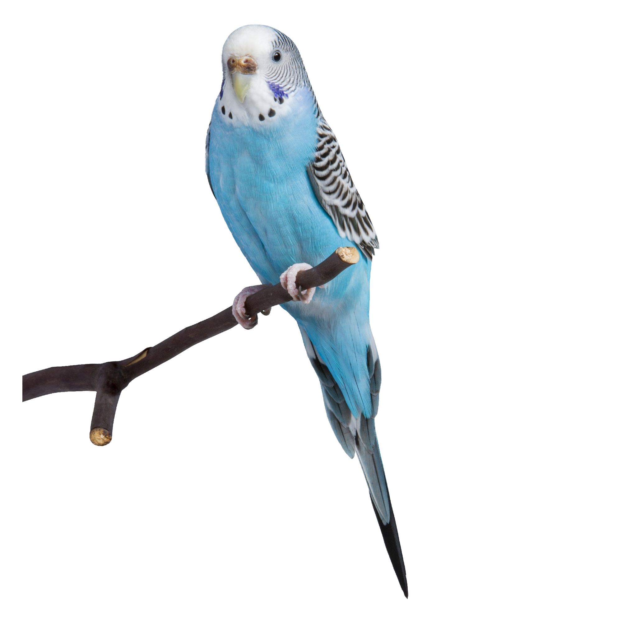Blue Parakeet For Sale Live Pet Birds Petsmart