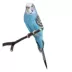 Blue Parakeet image thumbnail 2