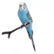 Product Blue Parakeet