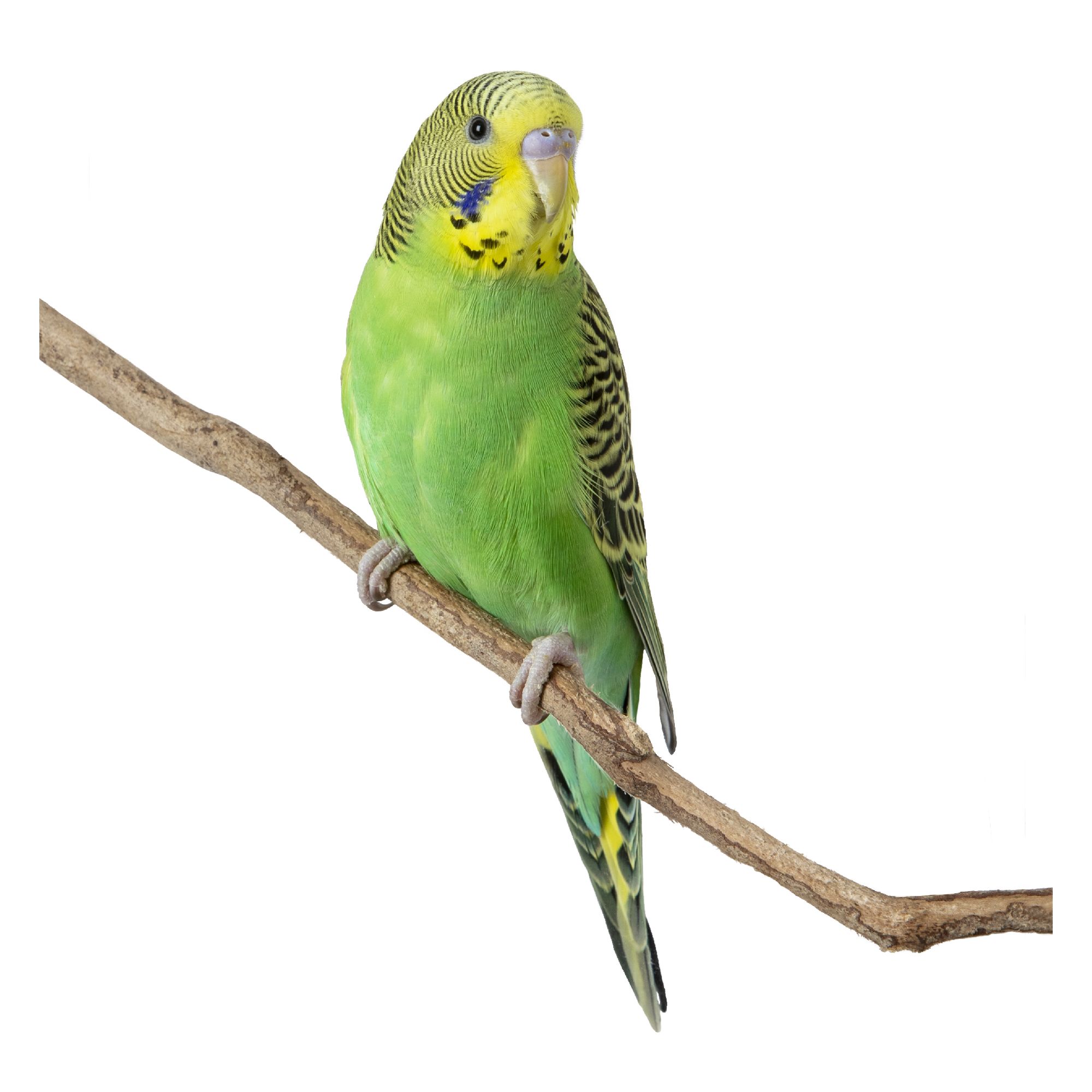 Green Parakeet For Sale Live Pet Birds Petsmart