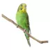 Green Parakeet image thumbnail 1