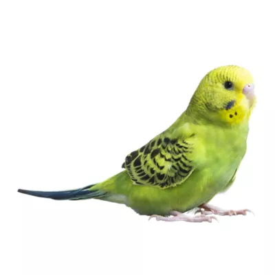 Green Parakeet