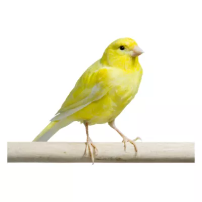 Product Yellow Canary