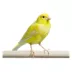 Yellow Canary image thumbnail 1