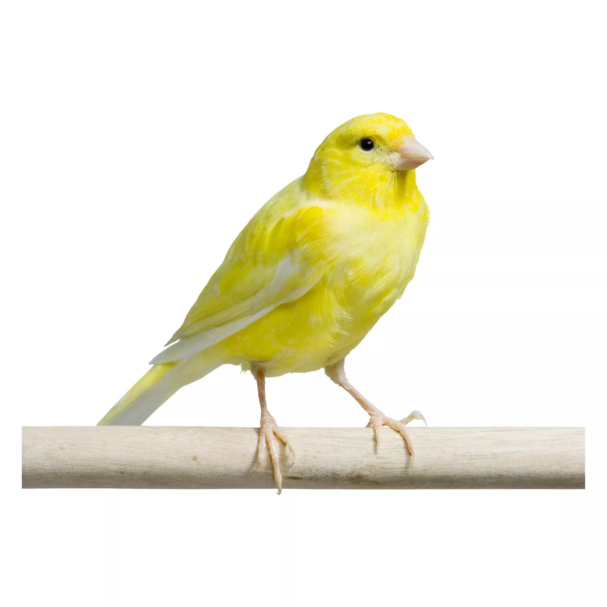 Yellow Canary