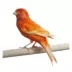 Yellow Canary image thumbnail 2