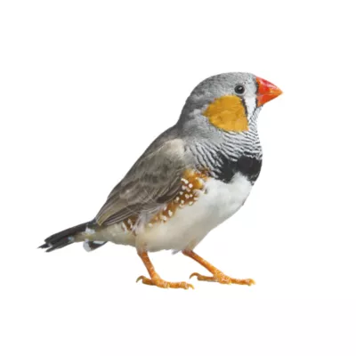 Product Zebra Finch