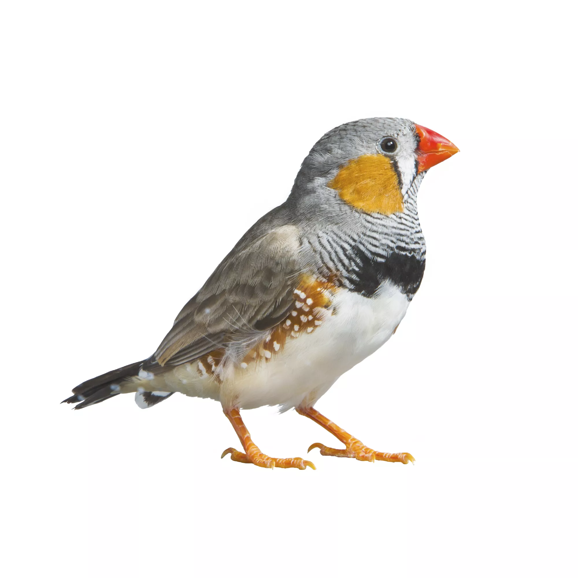 Zebra Finch