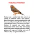 Zebra Finch image thumbnail 2