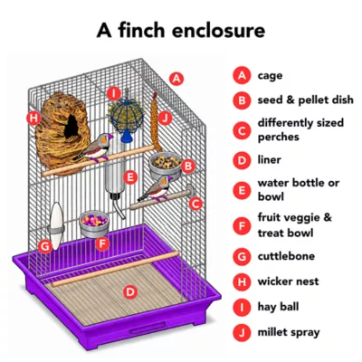 Zebra Finch - Image 4