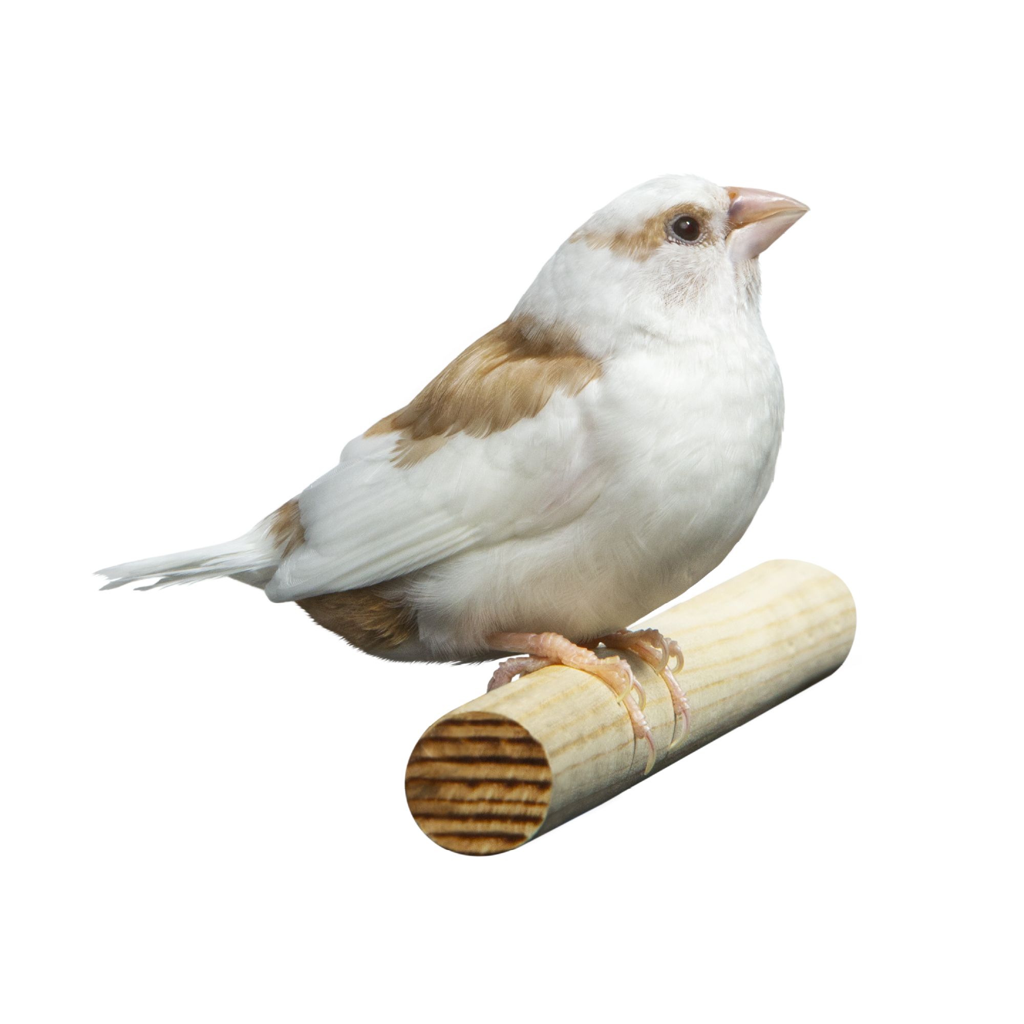 Bird best sale heater petsmart