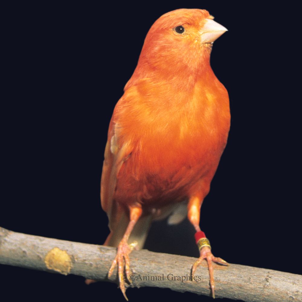 Canaries for sale store petsmart