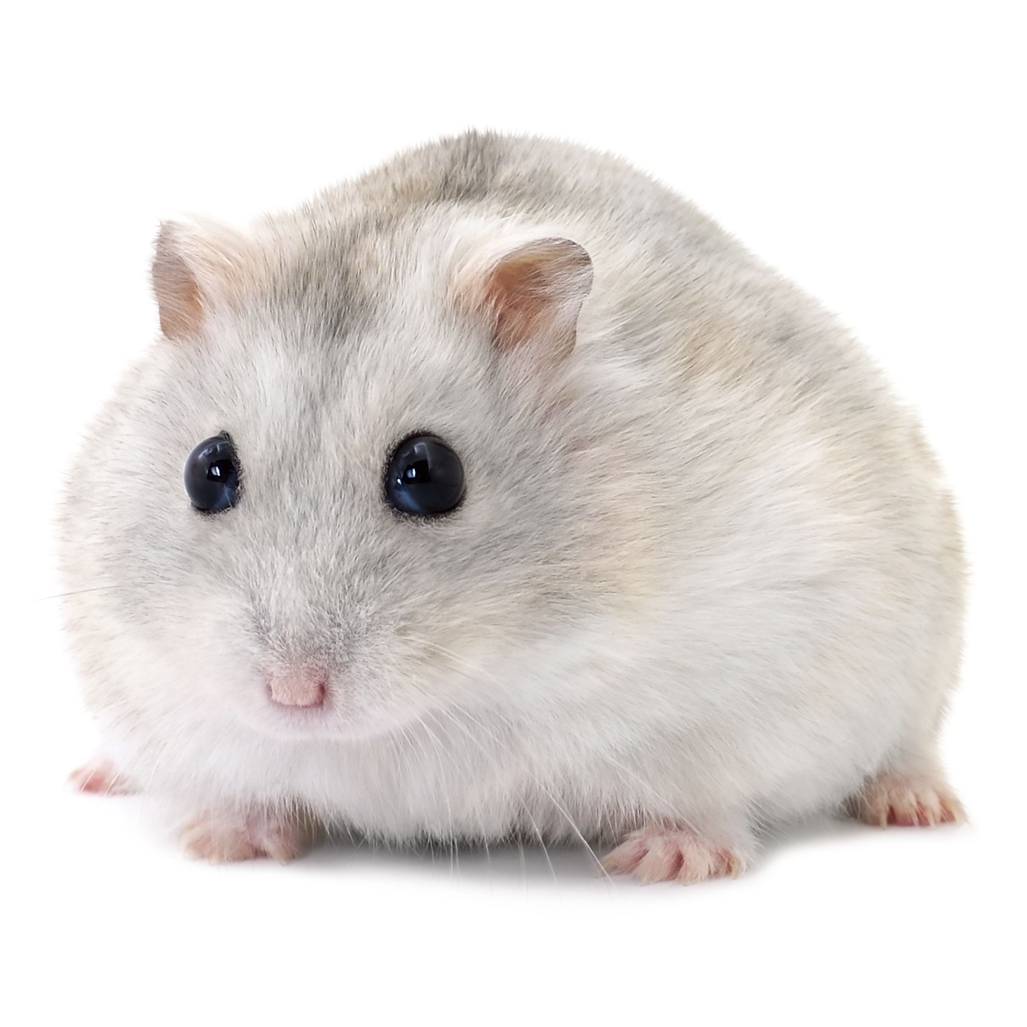male russian dwarf hamster