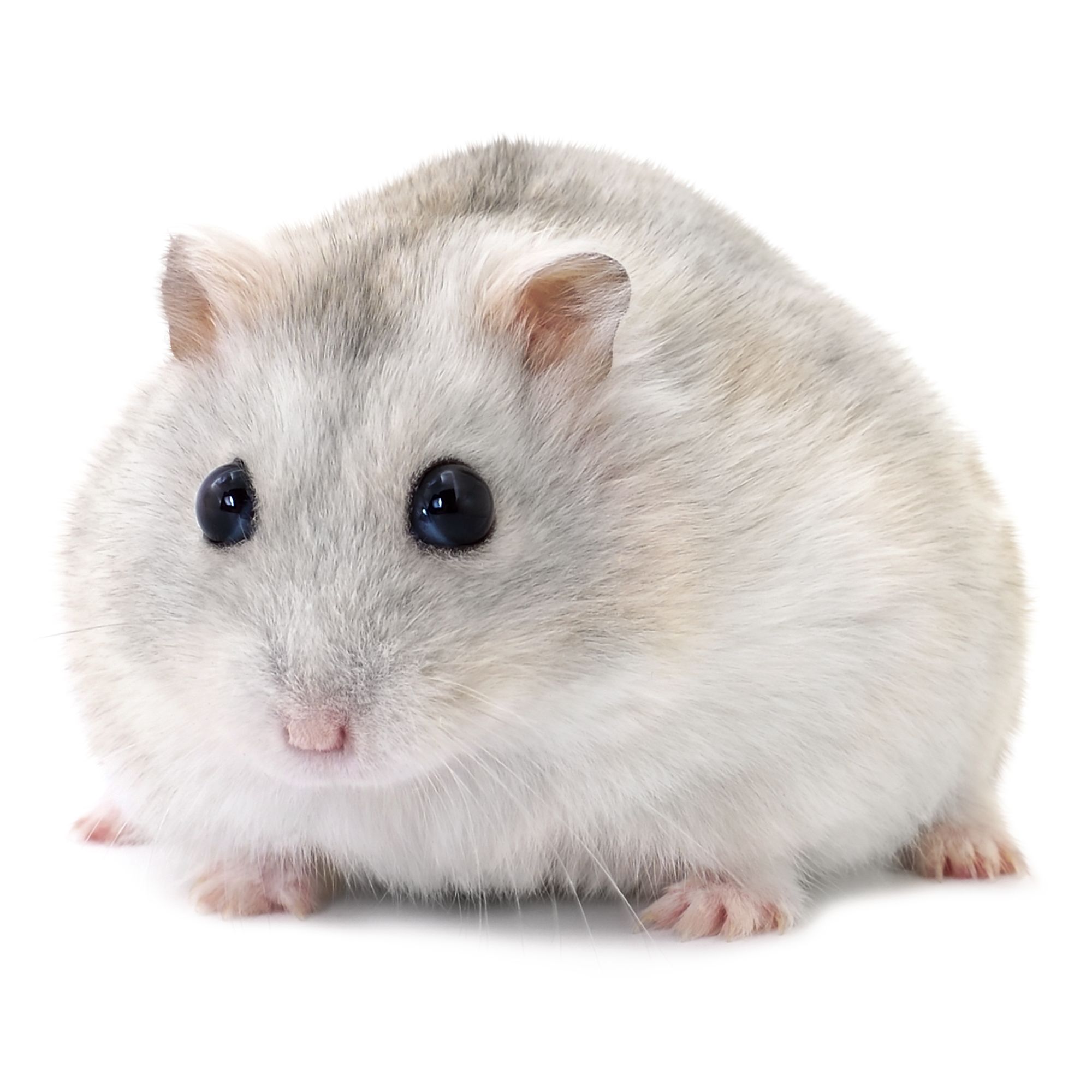 dwarf hamster cost