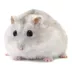 Russian Dwarf Hamster image thumbnail 1