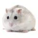 Product Russian Dwarf Hamster