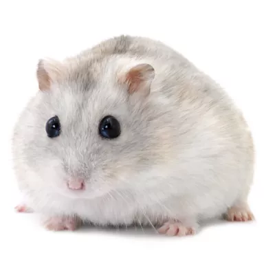 Product Russian Dwarf Hamster