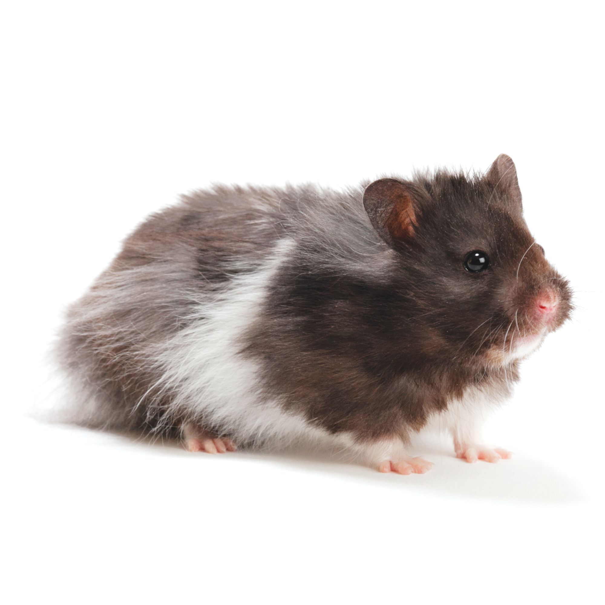 Long-Haired Syrian Hamster Care: Tips for a Happy Pet — Animal Hearted  Apparel