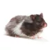 Long-Haired Hamster image thumbnail 1
